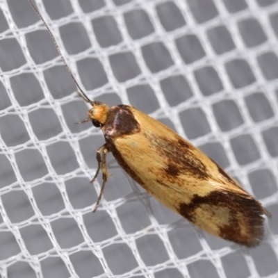 Isomoralla pyrrhoptera (A concealer moth) at Jerrabomberra, NSW - 4 Feb 2024 by DianneClarke