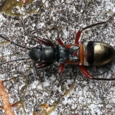 Daerlac cephalotes (Ant Mimicking Seedbug) at Ainslie, ACT - 24 Feb 2024 by jb2602