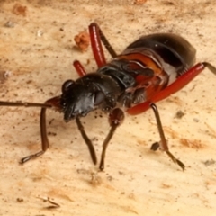 Daerlac cephalotes at Mount Ainslie - 24 Feb 2024 05:20 PM