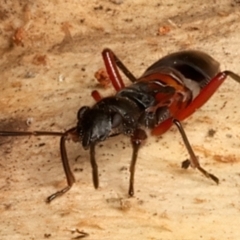 Daerlac cephalotes at Mount Ainslie - 24 Feb 2024