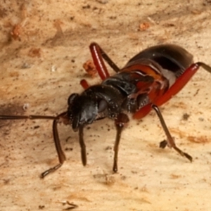 Daerlac cephalotes at Mount Ainslie - 24 Feb 2024