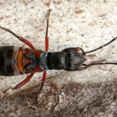 Daerlac cephalotes at Mount Ainslie - 24 Feb 2024