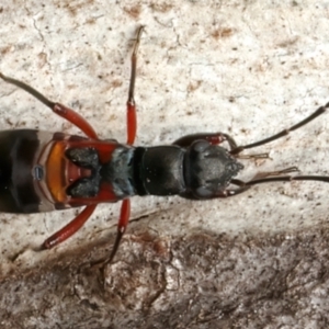 Daerlac cephalotes at Mount Ainslie - 24 Feb 2024 05:20 PM