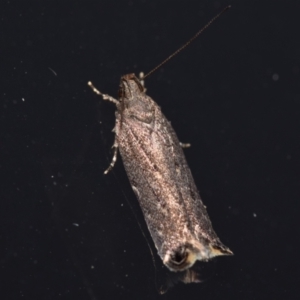 Gelechiidae (family) at QPRC LGA - 1 Mar 2024