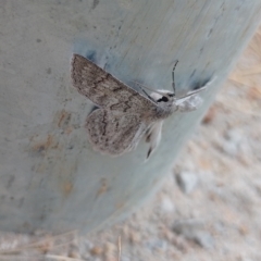 Crypsiphona ocultaria (Red-lined Looper Moth) at Symonston, ACT - 1 Mar 2024 by CallumBraeRuralProperty