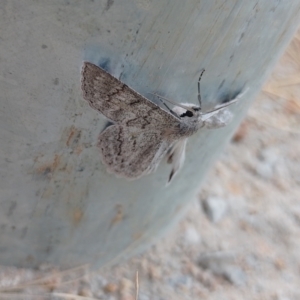 Crypsiphona ocultaria at Symonston, ACT - 2 Mar 2024 10:07 AM