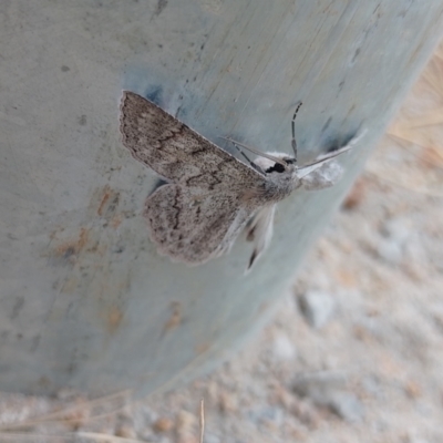 Crypsiphona ocultaria (Red-lined Looper Moth) at Symonston, ACT - 2 Mar 2024 by CallumBraeRuralProperty
