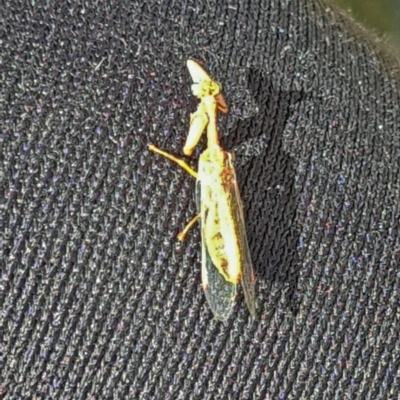 Mantispidae (family) (Unidentified mantisfly) at Yarralumla, ACT - 6 Mar 2024 by galah681