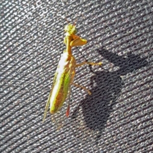 Mantispidae (family) at National Arboretum Woodland - 7 Mar 2024