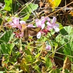 Thysanoplusia orichalcea (Soybean Looper) at Sth Tablelands Ecosystem Park - 7 Mar 2024 by galah681