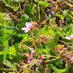 Thysanoplusia orichalcea at Sth Tablelands Ecosystem Park - 7 Mar 2024