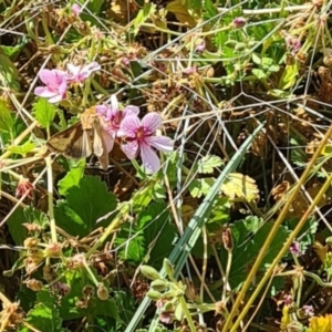 Thysanoplusia orichalcea at Sth Tablelands Ecosystem Park - 7 Mar 2024