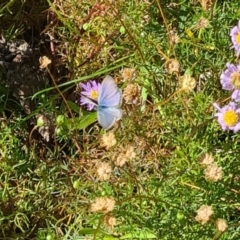 Zizina otis (Common Grass-Blue) at Sth Tablelands Ecosystem Park - 7 Mar 2024 by galah681