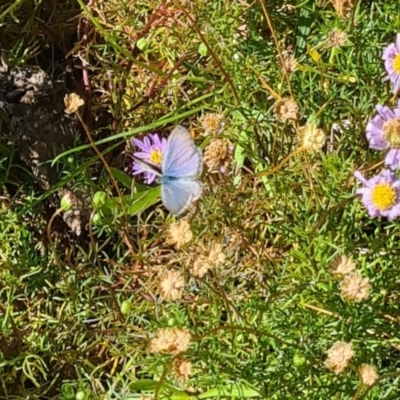 Zizina otis (Common Grass-Blue) at Yarralumla, ACT - 7 Mar 2024 by galah681