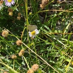 Zizina otis at Sth Tablelands Ecosystem Park - 7 Mar 2024 11:06 AM