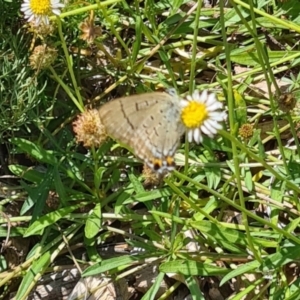 Jalmenus ictinus at Sth Tablelands Ecosystem Park - 7 Mar 2024 11:06 AM