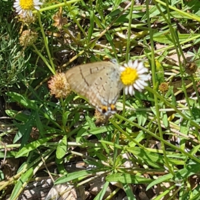 Jalmenus ictinus (Stencilled Hairstreak) at Sth Tablelands Ecosystem Park - 7 Mar 2024 by galah681