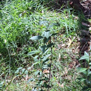 Ligustrum lucidum at Mount Majura (MMS) - 7 Mar 2024