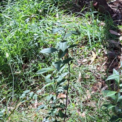 Ligustrum lucidum (Large-leaved Privet) at Mount Majura (MMS) - 7 Mar 2024 by abread111