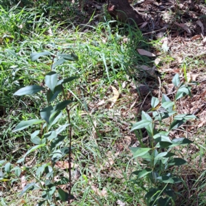 Ligustrum lucidum at Mount Majura (MMS) - 7 Mar 2024 11:12 AM