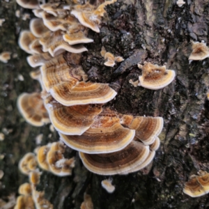 Trametes versicolor at QPRC LGA - suppressed