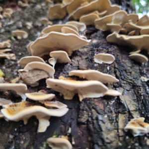 Trametes versicolor at QPRC LGA - suppressed