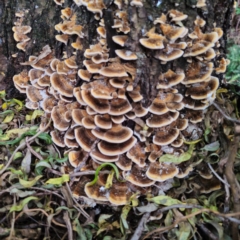 Trametes versicolor at QPRC LGA - suppressed