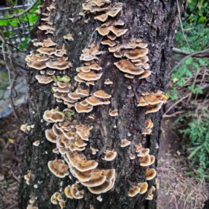 Trametes versicolor at QPRC LGA - suppressed