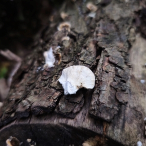 Trametes versicolor at QPRC LGA - suppressed