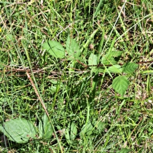 Rubus anglocandicans at Mount Majura - 7 Mar 2024 11:08 AM