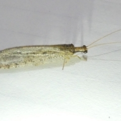 Stenosmylus tenuis (Osmylid lacewing) at Flea Bog Flat to Emu Creek Corridor - 7 Mar 2024 by JohnGiacon