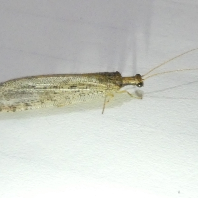 Stenosmylus tenuis (Osmylid lacewing) at Flea Bog Flat to Emu Creek Corridor - 7 Mar 2024 by JohnGiacon