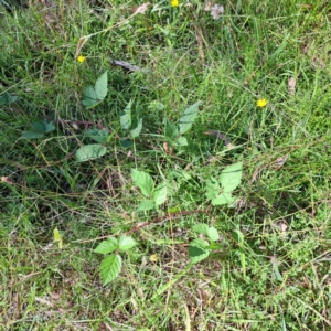 Rubus anglocandicans at Mount Majura - 7 Mar 2024 11:05 AM