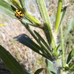 Coccinella transversalis (Transverse Ladybird) at Mount Majura (MMS) - 6 Mar 2024 by abread111