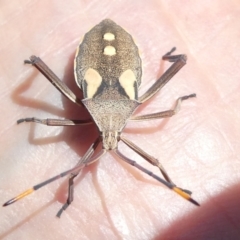 Mictis profana (Crusader Bug) at Flea Bog Flat to Emu Creek Corridor - 7 Mar 2024 by JohnGiacon