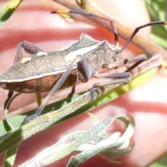 Mictis profana at Emu Creek - 7 Mar 2024