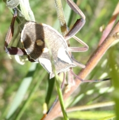 Mictis profana at Emu Creek - 7 Mar 2024