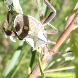 Mictis profana at Emu Creek - 7 Mar 2024 02:05 PM