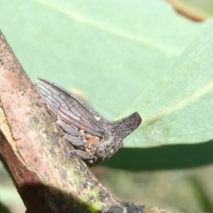 Ceraon sp. (genus) (2-horned tree hopper) at Belconnen, ACT - 7 Mar 2024 by JohnGiacon