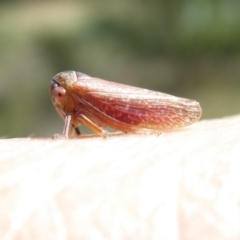 Katipo rubrivenosa (A leafhopper) at Flea Bog Flat to Emu Creek Corridor - 7 Mar 2024 by JohnGiacon
