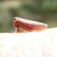 Katipo rubrivenosa (A leafhopper) at Flea Bog Flat to Emu Creek Corridor - 7 Mar 2024 by JohnGiacon