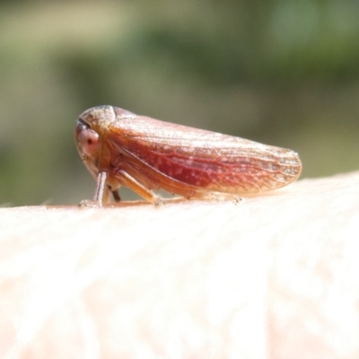 Katipo rubrivenosa (A leafhopper) at Belconnen, ACT - 7 Mar 2024 by JohnGiacon