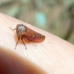 Katipo rubrivenosa at Emu Creek - 7 Mar 2024