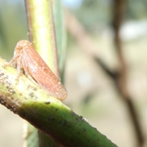 Katipo rubrivenosa at Emu Creek - 7 Mar 2024