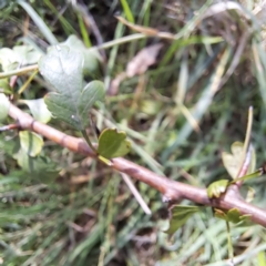 Crataegus monogyna at Mount Majura (MMS) - 7 Mar 2024 10:51 AM