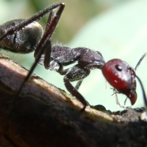 Camponotus suffusus at Emu Creek - 7 Mar 2024 03:13 PM