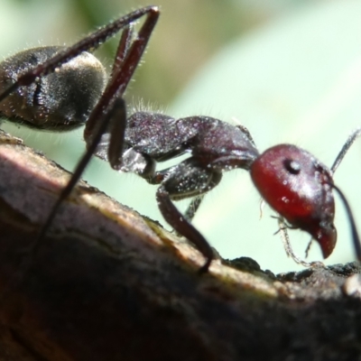 Camponotus suffusus (Golden-tailed sugar ant) at Belconnen, ACT - 7 Mar 2024 by JohnGiacon