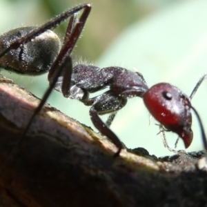 Camponotus suffusus at Emu Creek - 7 Mar 2024