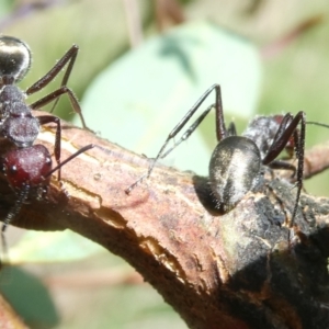 Camponotus suffusus at Emu Creek - 7 Mar 2024