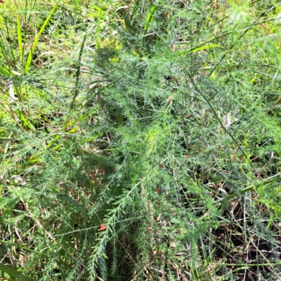 Asparagus officinalis (Asparagus) at Mount Majura (MMS) - 6 Mar 2024 by abread111